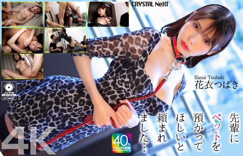 my senior asked me to take care of his pet... hanagoromo tsubaki